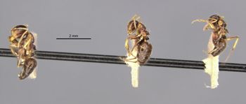 Media type: image;   Entomology 21609 Aspect: habitus lateral view